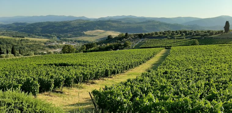 Siena vineyards