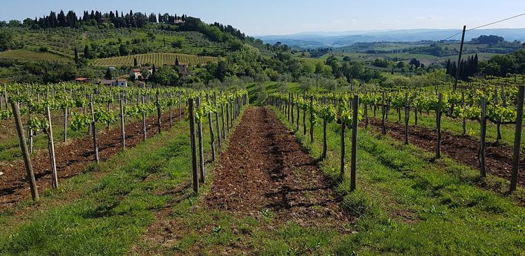 Chianti vineyards and countryside