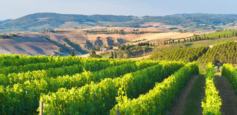 Private tour in the heart of Chianti in Tuscany