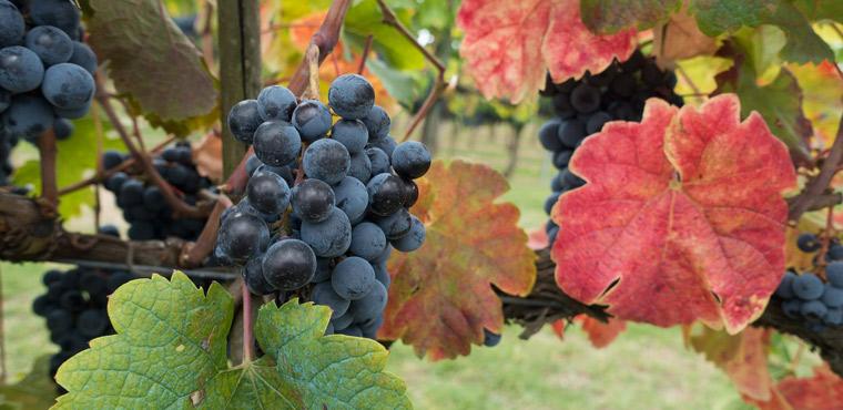 Chianti vineyards, beautiful details