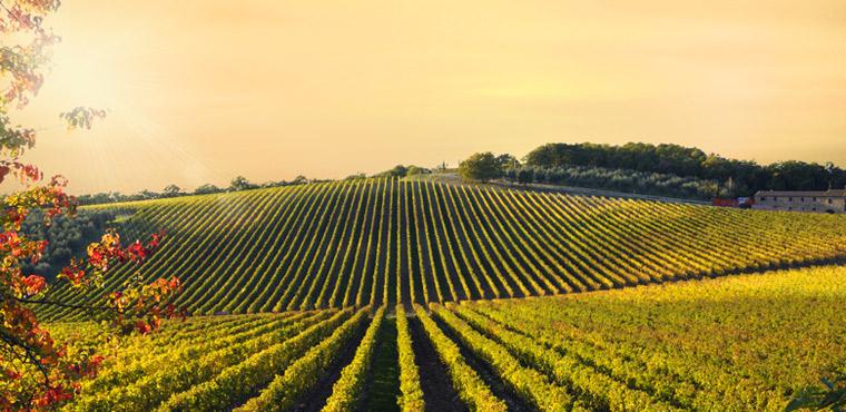 Panorama of Chianti vineyards
