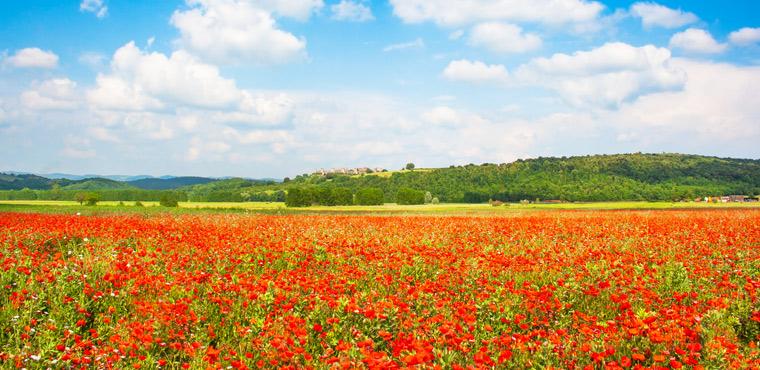 Beautiful poppy field in Tuscany