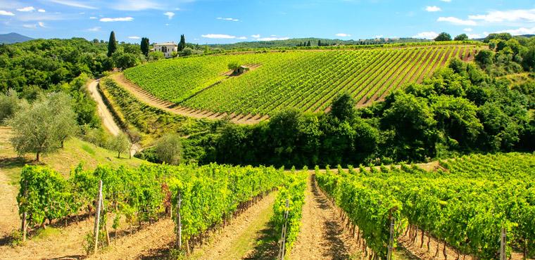 Brunello di Montalcino vineyard